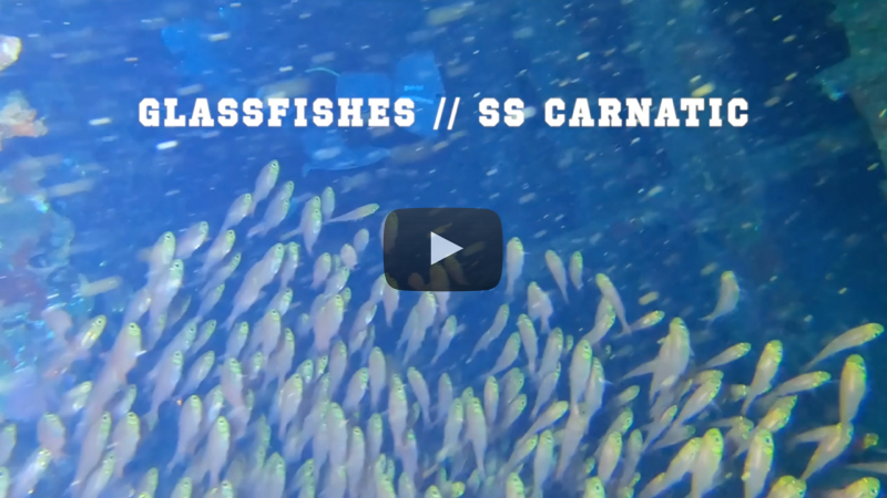 YouTube Video Glassfishes at SS Carnatic
