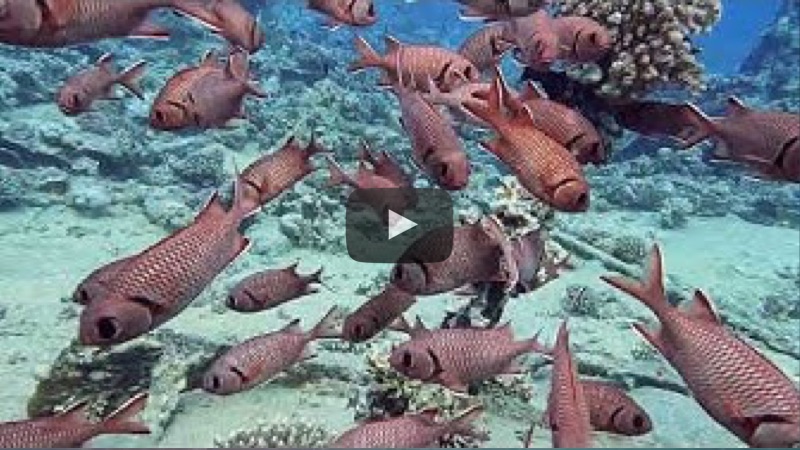 YouTube Video Red Sea trip 2022